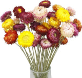 20 Pcs Natural Dried Daisy Flowers Bouquet Flower Multicolor Colorful Dried Flower