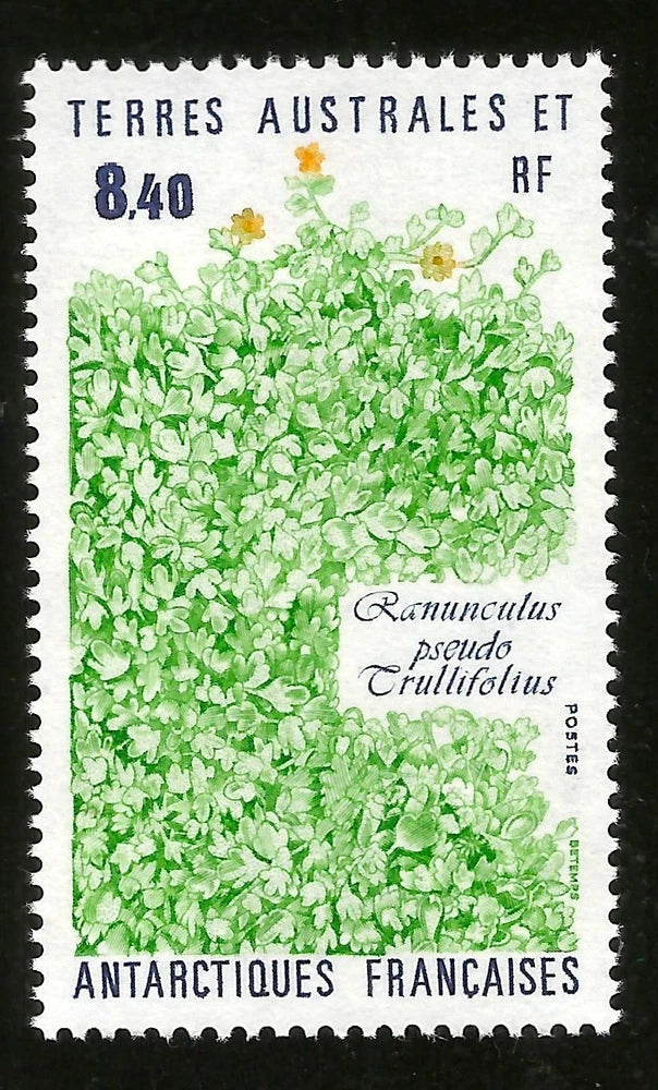 1990 FRANCE SOUTH ANTARCTIC TERRITORY RANUNCULUS PSEUDO TRULLIFOLIA FLOWER MINT Ranunculus