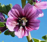 ROSE MALLOW, 100 SEEDS,  BEAUTIFUL BRIGHT ROSE FLOWERS, FLOWER, GARDEN Flowering Plants