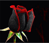 25pc BLACK ROSE SEEDS Garden Plant Flower rare exotic USA seller FREE shipping Garden Plants