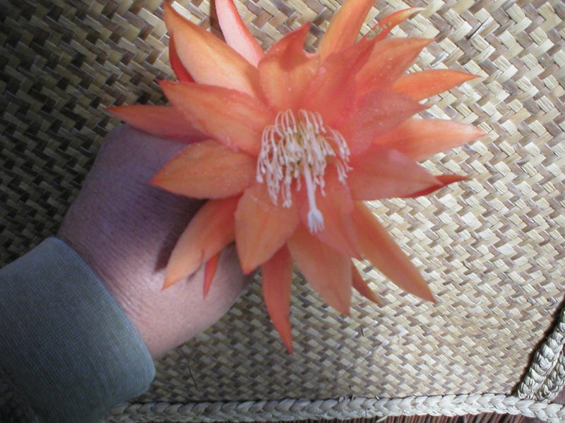 Orange orchid cactus flower in pot