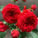 Red Apple Rose Seeds - Pack 30 Seeds - Rose Flower Gardening Garden Plants