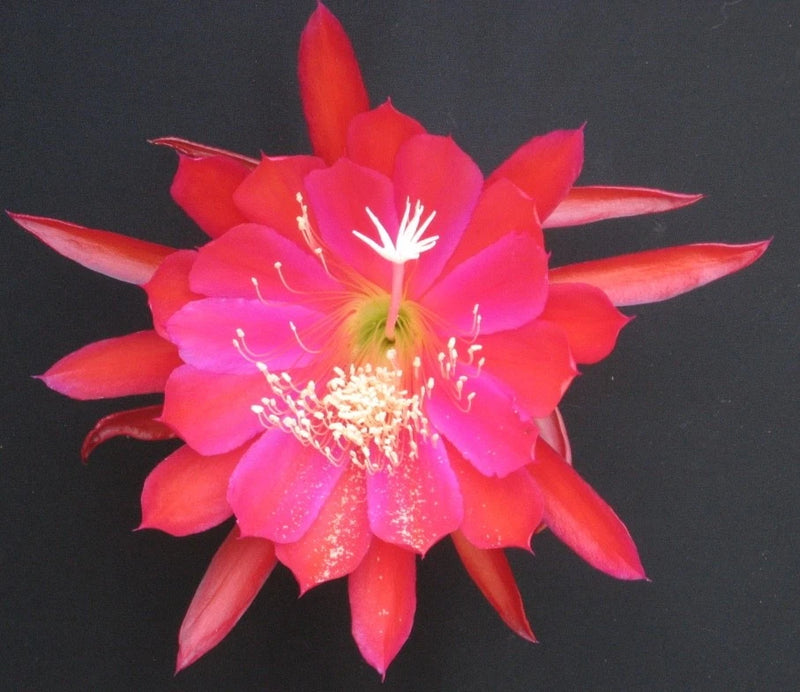 Orchid cactus flower with bright pink-red layered petals and yellow stamens