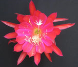 Epiphyllum, Orchid Cactus, HIDDEN TREASURE , Don's Quart pots  APRIL/1 Orchids