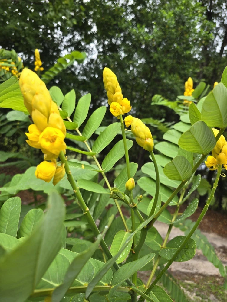 Cassia Senna Alata 110+ Seeds  Candlestick Emperor's Yellow Plant Pollinators Garden Plants