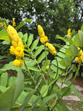 Cassia Senna Alata 110+ Seeds  Candlestick Emperor's Yellow Plant Pollinators Garden Plants