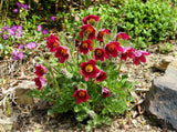 10 RED ANEMONE Pulsatilla Vulgaris PASQUE FLOWER Seeds *Flat S/H Flowering Plants
