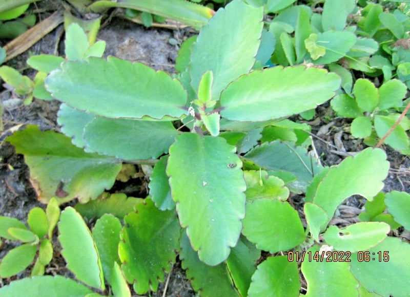 Organic Immune Booster~LEAF-OF LIFE~Live Plant Garden Plants