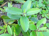 Organic Immune Booster~LEAF-OF LIFE~Live Plant Garden Plants