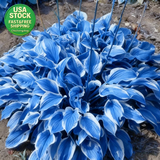 200 Hosta Seeds Mixed Color Perennial Heirloom Non-Gmo Shade Garden Plants Garden Plants