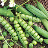 Little Marvel Garden Pea Seeds, Compact Semi-Dwarf Shelling, NON-GMO, FREE SHIP Garden Plants