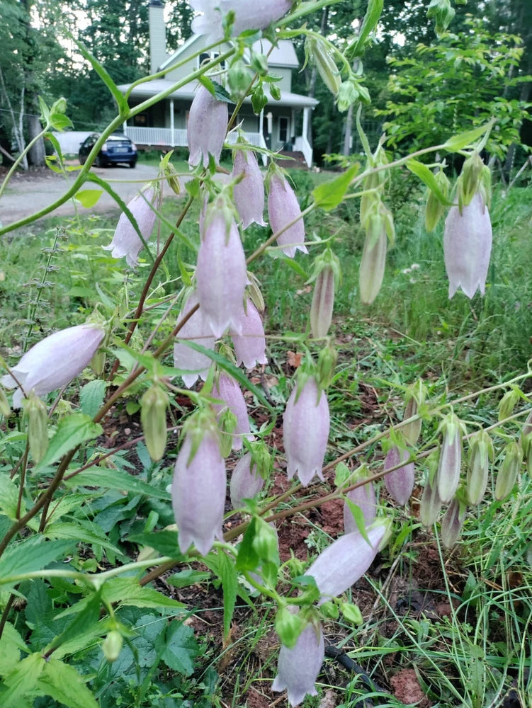Spotted bellflower plant with drooping pale lavender bell flowers