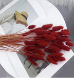 60pcs Dried Bunny Tails Flowers Red Pampas Grass Natural Dried Floral Arrange... Pampas Grass
