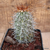 D3495 COPIAPOA COQUIMBANA pot10-H10-W5 cm MaMa Cactus Green Plant