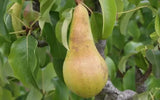25+ Concorde Pear Seeds for Garden Planting - USA - FREE SHIPPING! Garden Plants