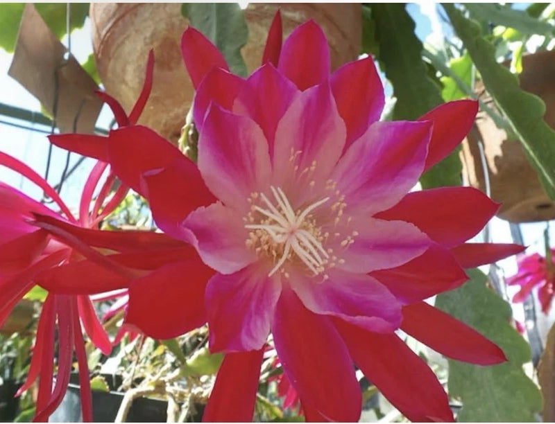 Orchid cactus flower with pink center and red petals on green stems