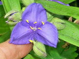 30 PURPLE SPIDER WORT SEEDS - Tradescantia virginiana Flowering Plants