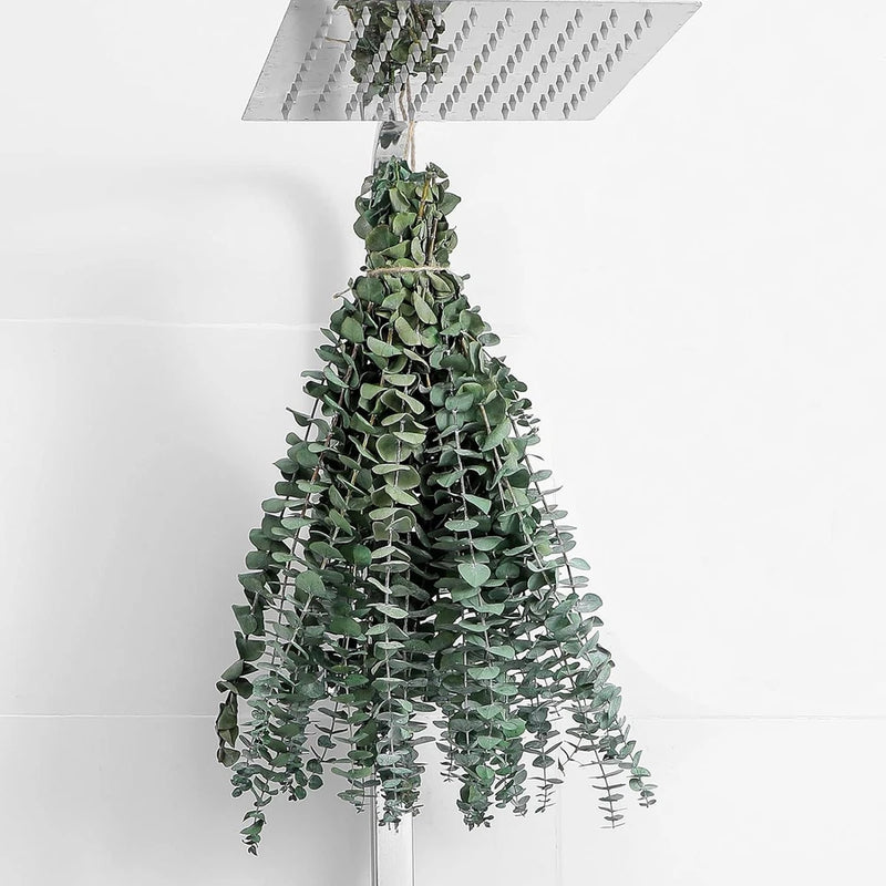 Dried eucalyptus stems bundle with green leaves and twigged branches