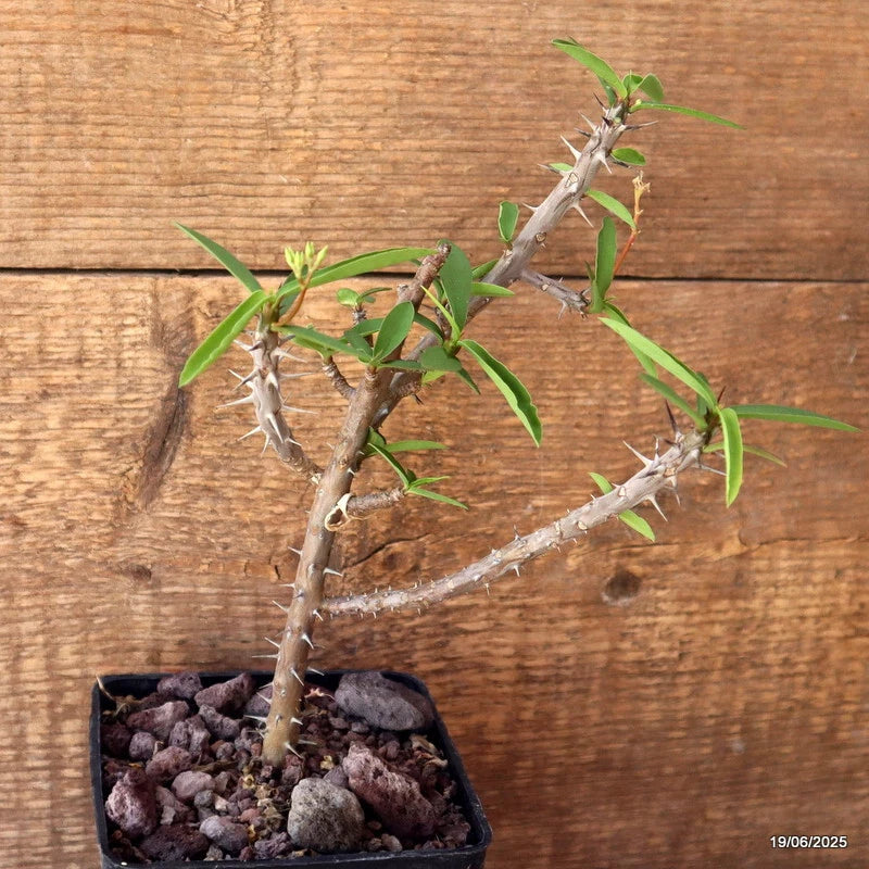 D4744 EUPHORBIA MILII V. ISALOENSIS pot10-H23-W10 cm MaMa Cactus Green Plant