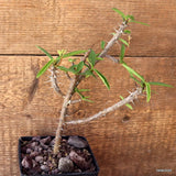 D4744 EUPHORBIA MILII V. ISALOENSIS pot10-H23-W10 cm MaMa Cactus Green Plant