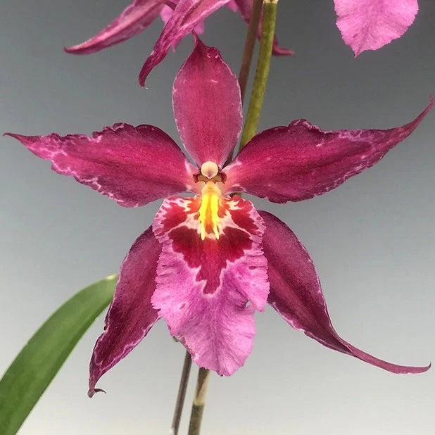 (745) Alcra Stella 'Hoku'    BS Orchids