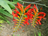 20 CROCOSMIA " LUCIFER " SEEDS Garden Plants