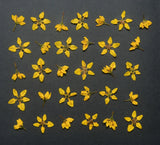 Yellow Pressed Flowers 2 Types Organic Dried Resin Craft Floral Art DIY Dried Flower