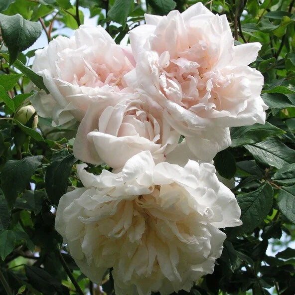8 Cuttings of Madame Alfred Carriere Climbing Rose Live Sweet Scent Unique Color Roses