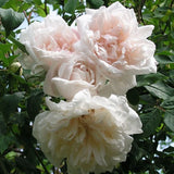 8 Cuttings of Madame Alfred Carriere Climbing Rose Live Sweet Scent Unique Color Roses