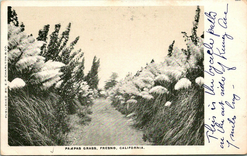 Fresno CA Pampas Grass Field Path Postcard unused 12114 Pampas Grass
