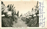 Fresno CA Pampas Grass Field Path Postcard unused 12114 Pampas Grass