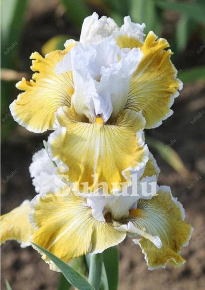 20 SEEDS for Yellow/White IRIS rare flower exotic bloom garden plant USA Seller Garden Plants