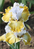 20 SEEDS for Yellow/White IRIS rare flower exotic bloom garden plant USA Seller Garden Plants