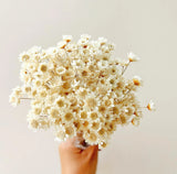 Natural - Dried - Flowers Brazilian Small Star Daisy Dried Decorative Mini Chamo Dried Flower