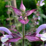 Clary Sage Seeds (Salvia sclarea) ~Traditional Herb Pollinator Attractor Garden Garden Plants
