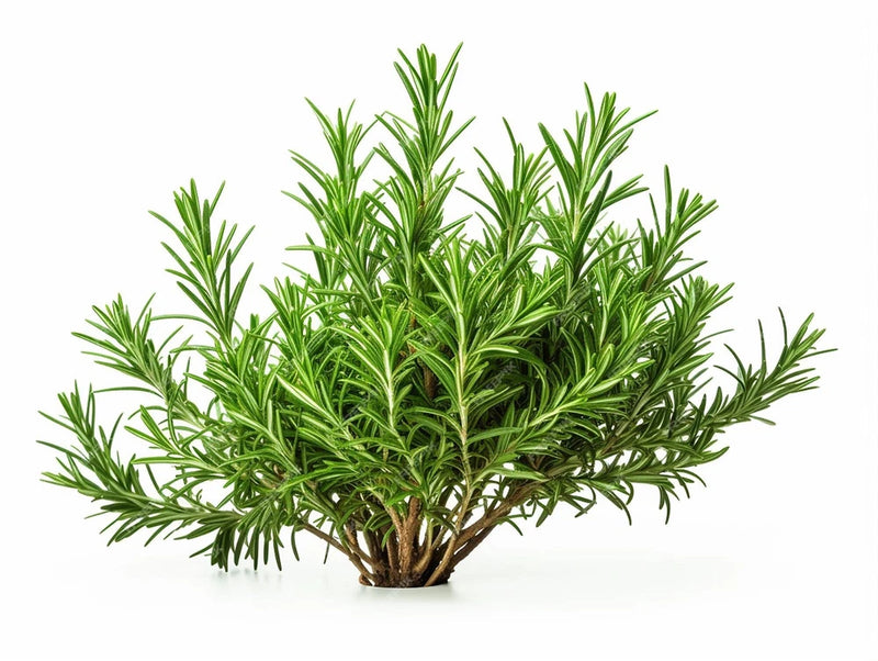 Rosemary Seeds Culinary Herb Perennial Shrub Non-GMO. Heirloom | Mai's Family Green Plant