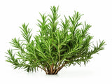 Rosemary Seeds Culinary Herb Perennial Shrub Non-GMO. Heirloom | Mai's Family Green Plant