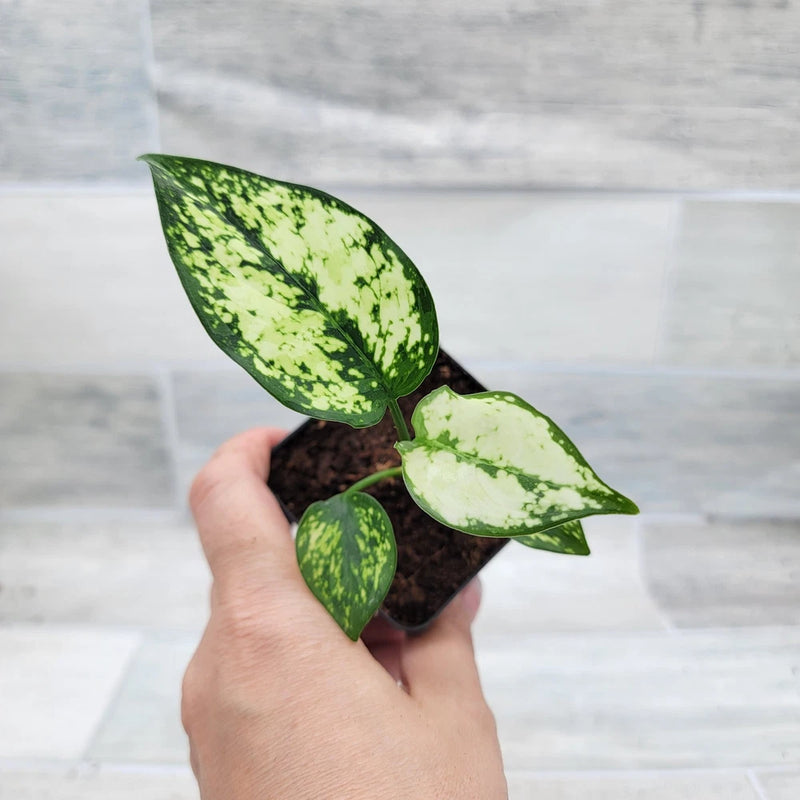 Variegated Aglaonema (Chinese evergreen) plant with three green speckled leaves