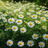 CHAMOMILE 200+ SEEDS LAWN GROUND COVER TEA HEIRLOOM NON-GMO FLOWER FREE SHIPPING Garden Plants