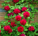 _10000+ ROSES flower rose plant seeds fresh live plant rose plant cutting RS5012,to Orchids