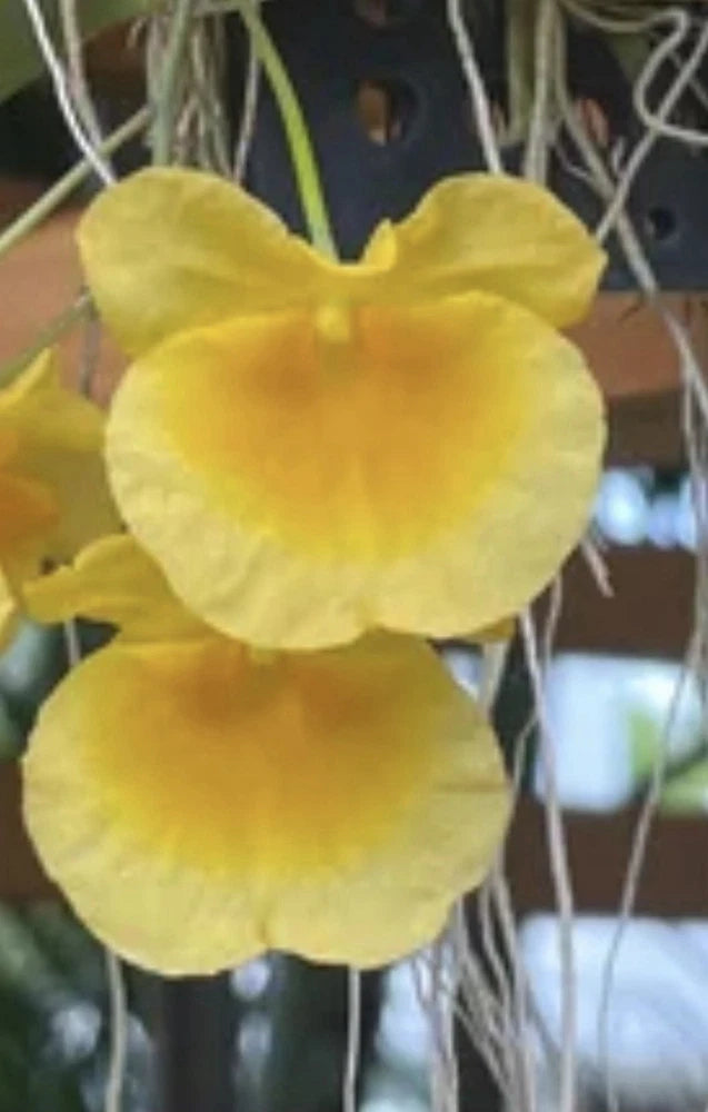 Yellow Dendrobium orchid with layered petals