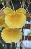 Yellow Dendrobium orchid with layered petals