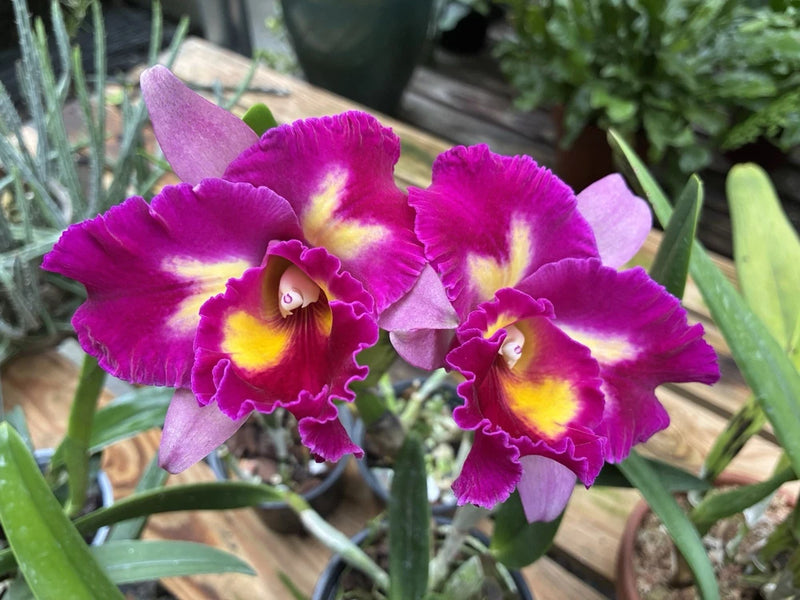 Purple Cattleya orchid blooms with yellow centers and ruffled petals on green leaves