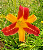 5 CABALLERO DAYLILY SEEDS  - Hemerocallis 'Caballero' Garden Plants