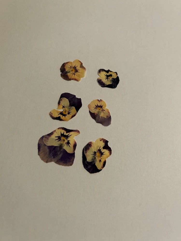 Pressed dried viola flowers, purple and yellow, assorted petals