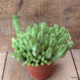 D7129 EUPHORBIA ENOPLA pot10-H14-W20 cm MaMa Cactus Green Plant