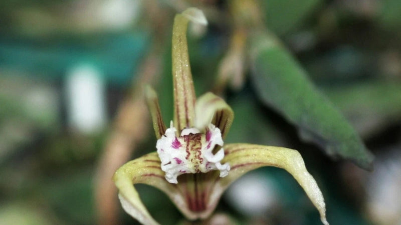 Cucumber orchid flower with pale brown petals and maroon center