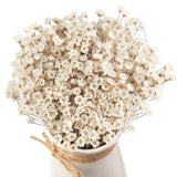 300 Pcs Natural Dry Flowers Mini Chamomile Small Star Daisy Dried Flowers Dec Dried Flower
