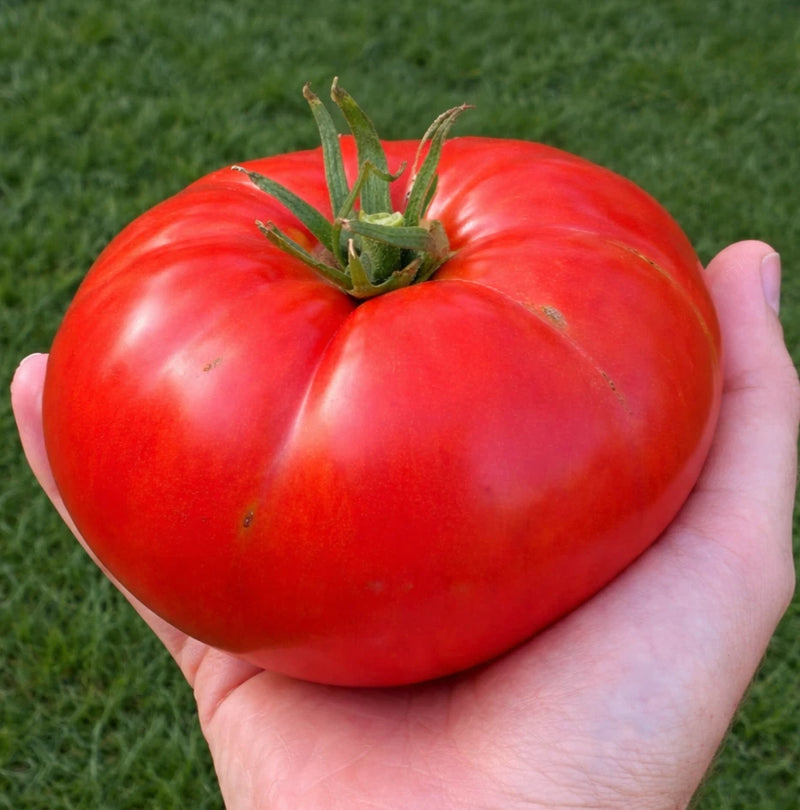 500 Classic Red Beefsteak Tomato Seeds - Heirloom Indeterminate Organic NonGMO Garden Plants