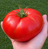 500 Classic Red Beefsteak Tomato Seeds - Heirloom Indeterminate Organic NonGMO Garden Plants
